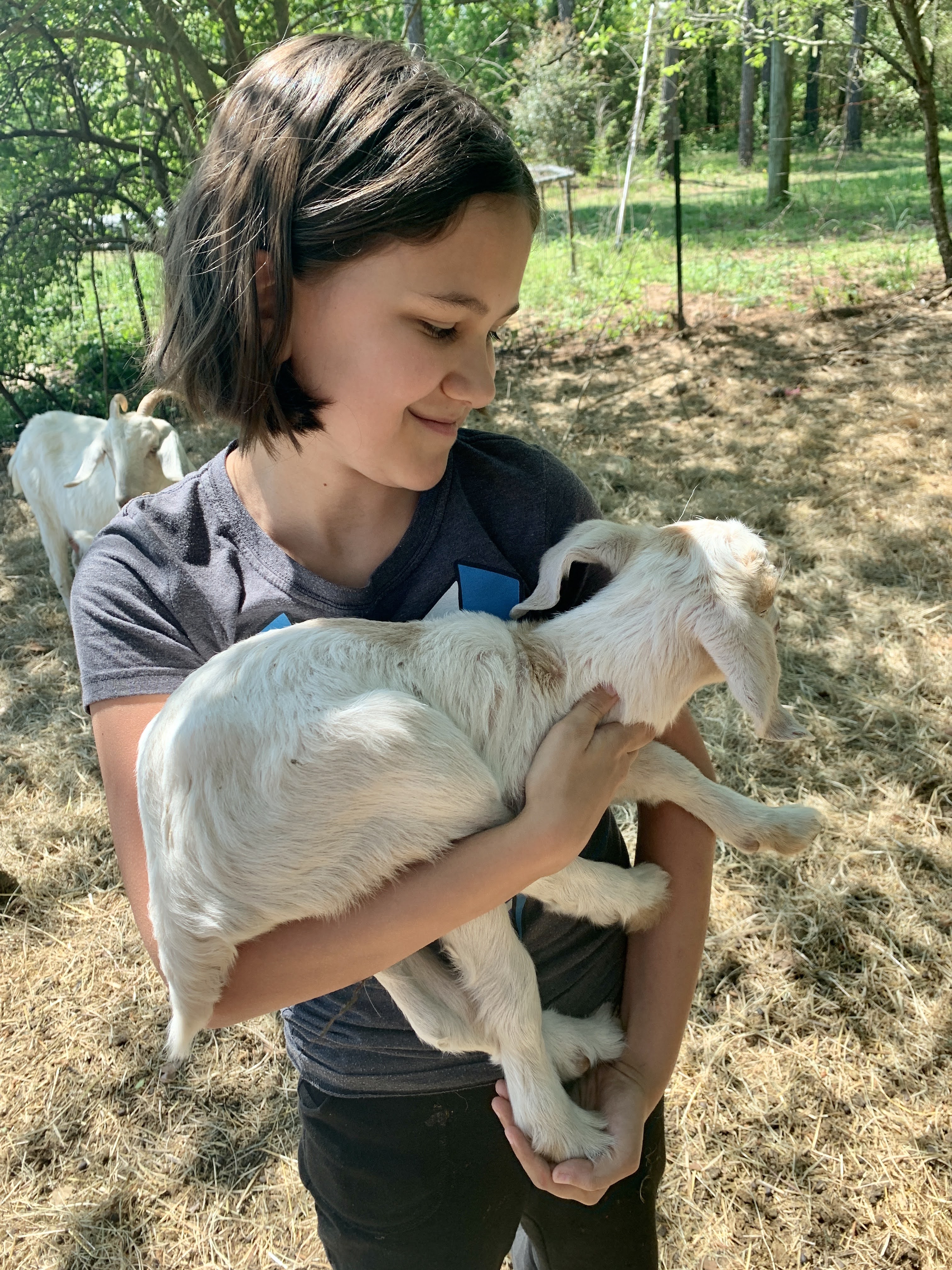 baby goaties